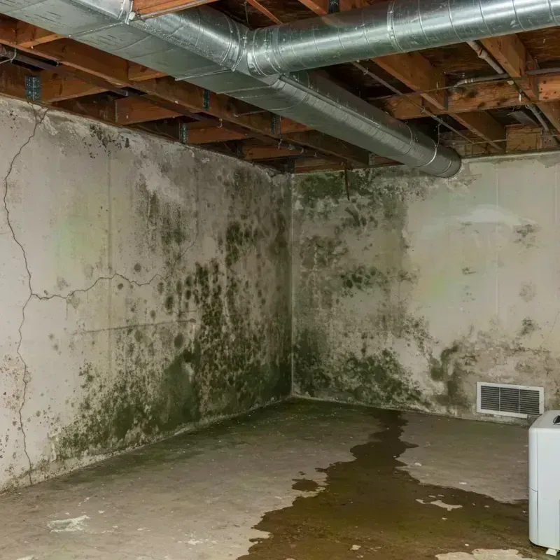 Professional Mold Removal in Saint Ann, MO